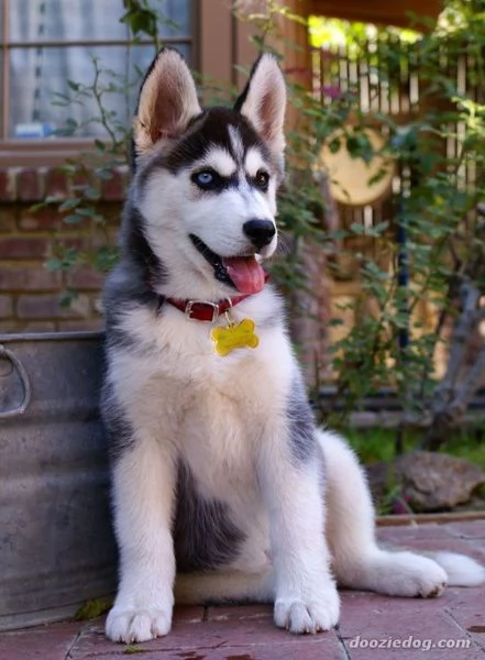due cuccioli di husky