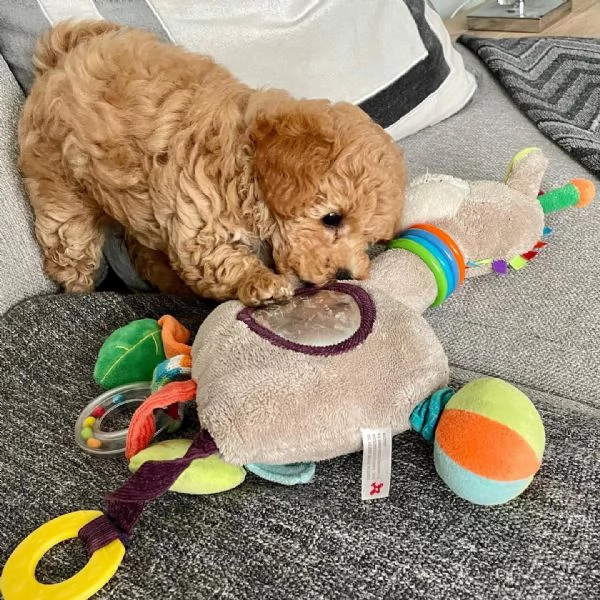 Cuccioli di Maltipoo ideali per bambini e famiglie 