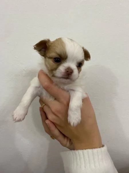 Cuccioli di Chihuahua  | Foto 0