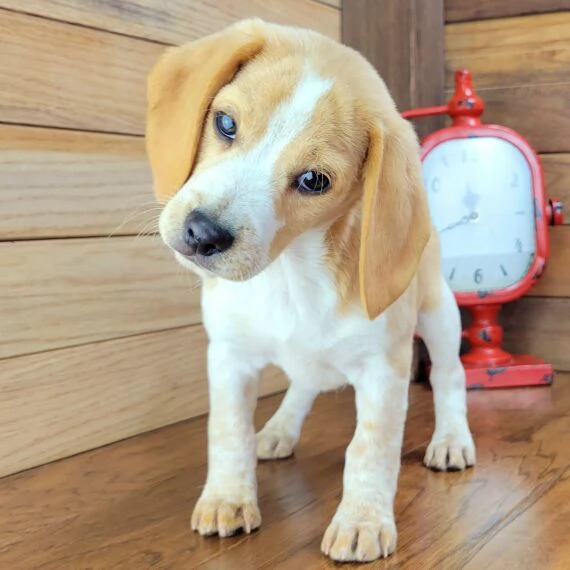 Regalo cuccioli di Beagle cuccioli di Beagle , ancora disponibili un maschio e una femmina . I cucci