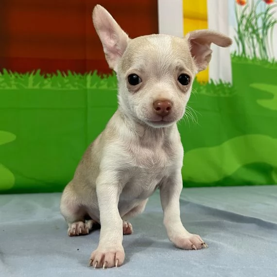 Regalo cuccioli di chihuahua Mini toy cuccioli di chihuahua mini toy , ancora disponibili un maschio