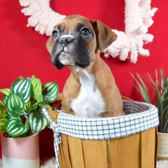 Regalo Cuccioli Boxer cuccioli boxer maschio e femmina disponibile