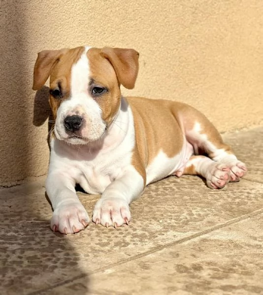 Amstaff - American Staffordshire Terrier | Foto 3