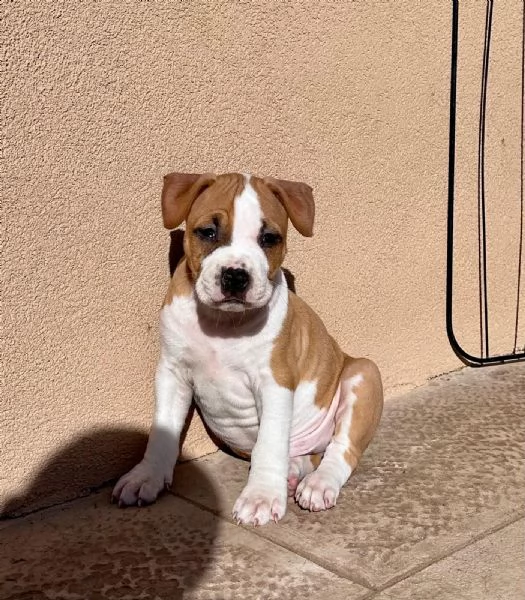 Amstaff - American Staffordshire Terrier | Foto 2