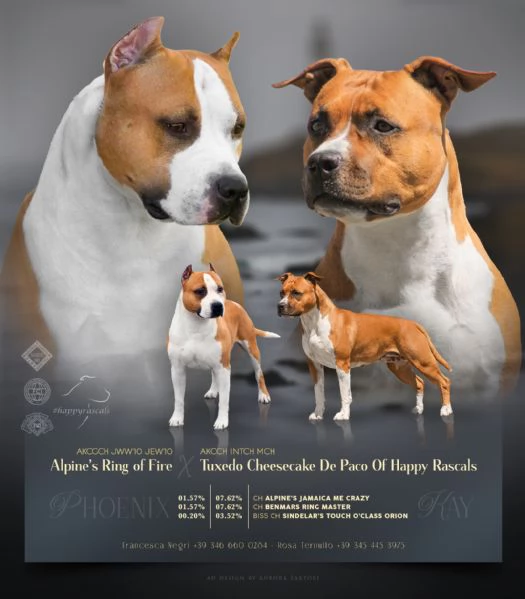 Amstaff - American Staffordshire Terrier