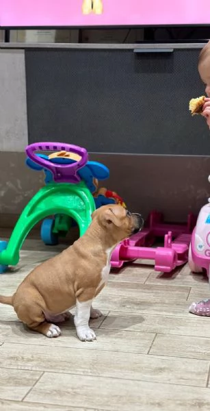 Amstaff - American Staffordshire Terrier | Foto 1