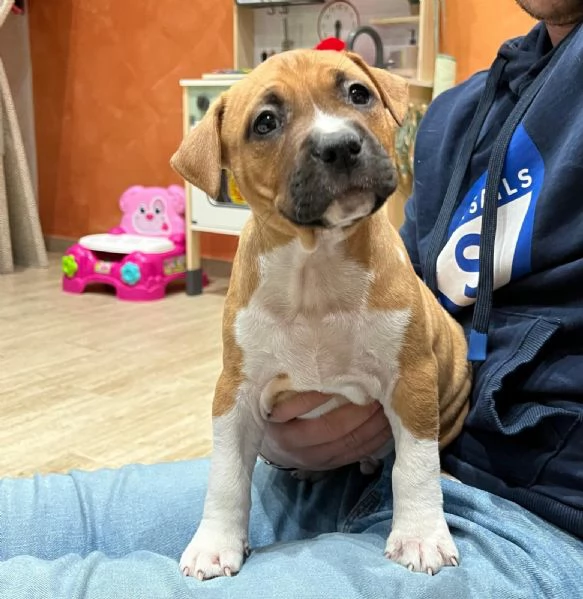 Amstaff - American Staffordshire Terrier | Foto 0