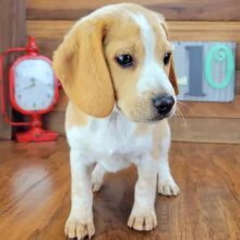 Regalo cuccioli di Beagle cuccioli di Beagle , ancora disponibili un maschio e una femmina . I cucci