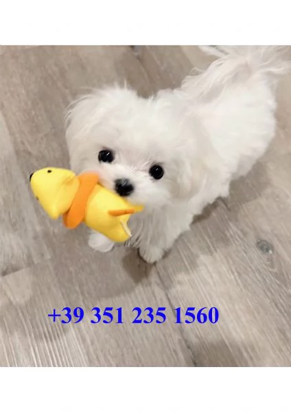 Cuccioli Maltesi Super Adorabili 
