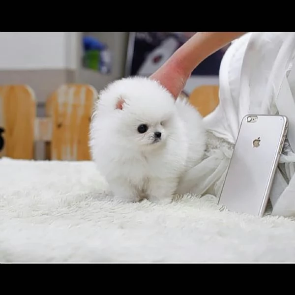 regalo Volpino Pomerania cuccioli