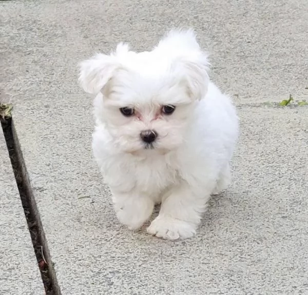 regalo : adorabili cuccioli di maltese toy