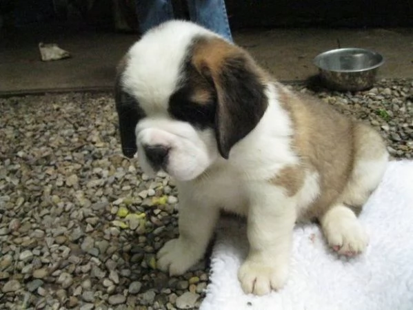 Vendita cuccioli di San Bernardo