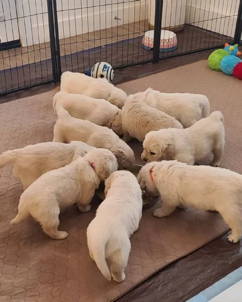Vendita cuccioli di Golden Retriever