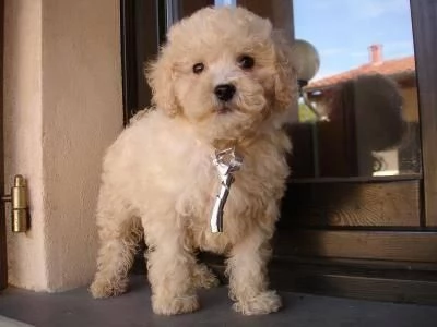 Cuccioli di barboncino qui in vendita
