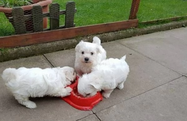 Vendo cuccioli di maltese