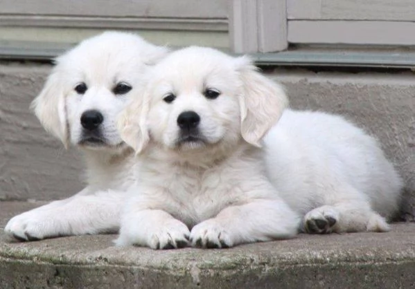 Disponibili cuccioli di Golden Retriever. | Foto 0