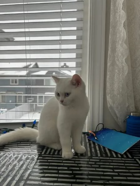 british shorthaird 2 