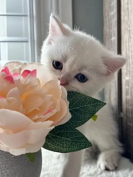 gattini a pelo corto sfacciati pronti