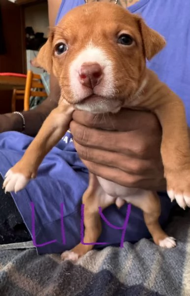 Cuccioli di Pitbull | Foto 1