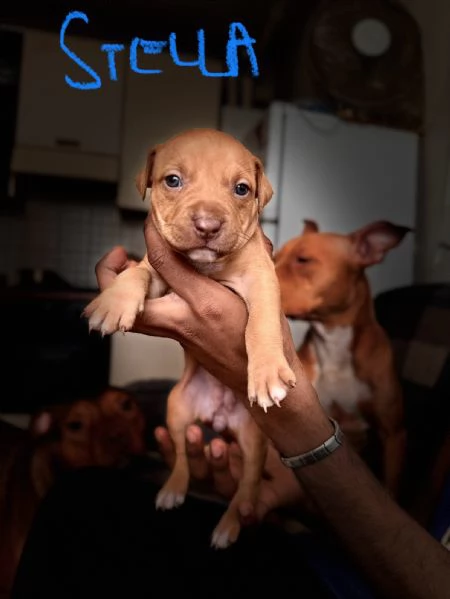 Cuccioli di Pitbull | Foto 0