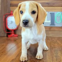 Regalo cuccioli di Beagle cuccioli di Beagle , ancora disponibili un maschio e una femmina . I cucci