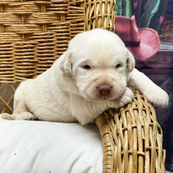  Regalo CUCCIOLI LABRADOR BELLISSIMI CUCCIOLI DI LABRADOR DI PRIMA SCELTA IN PRONTA CONSEGNA MICROCI