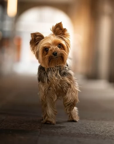 Regalo Abbiamo avere amorevole Yorkie cuccioli per l'Adozione Abbiamo avere Yorkie amorevole per l'A