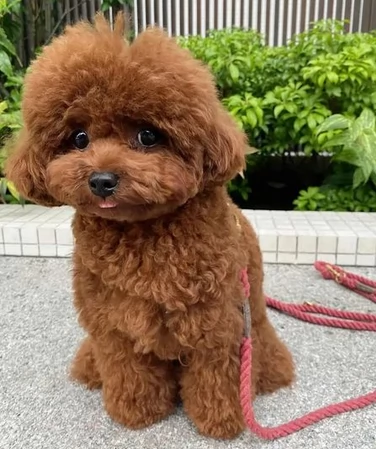  Regalo abbiamo cuccioli di barboncino sono barboncino di dimensioni standard . sono registrati AKC.
