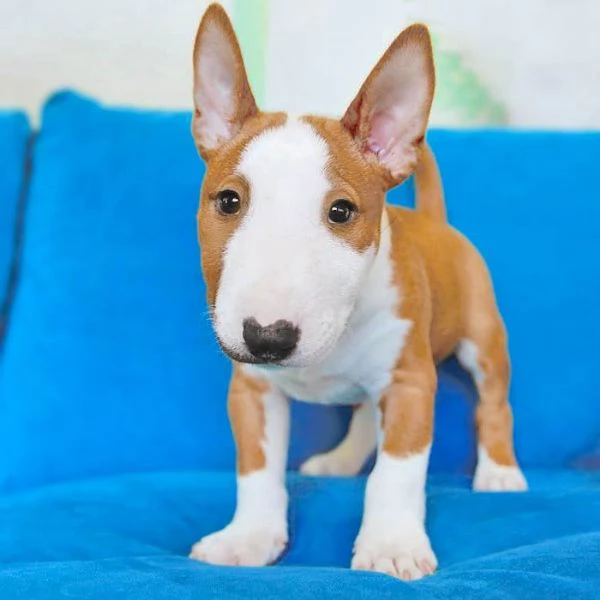 adorabili cuccioli di bull terrier femminucce e maschietti disponibili . i cuccioli sono vaccinati s