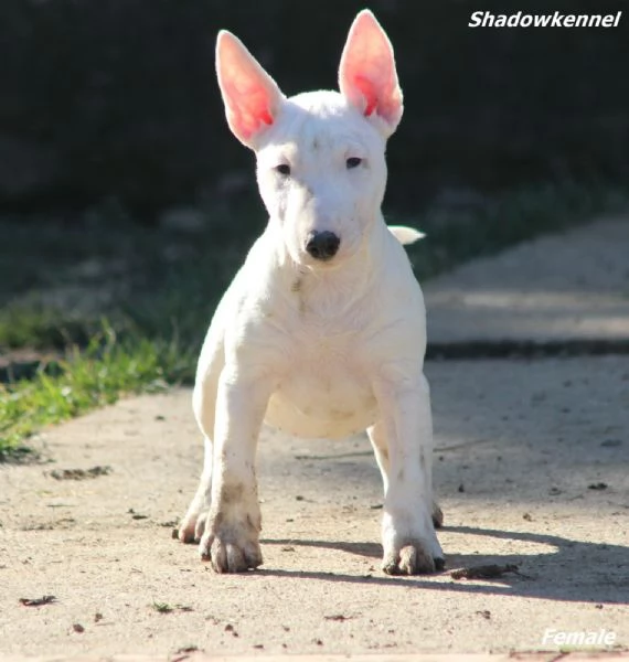 Minibull-terrier cuccioli | Foto 6