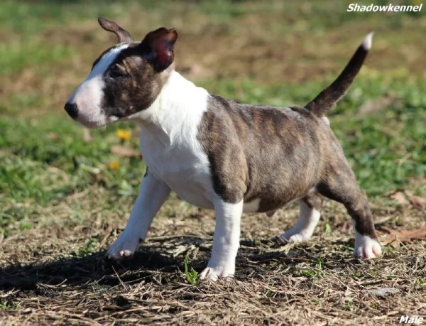 Minibull-terrier cuccioli | Foto 5