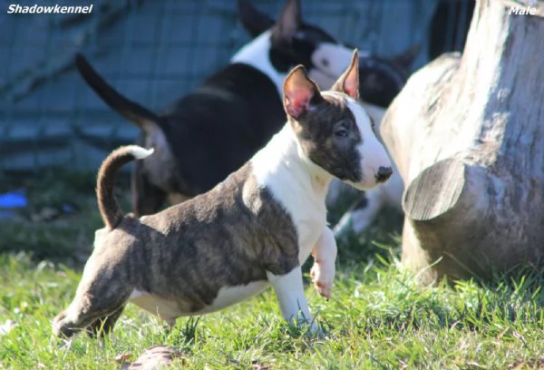 Minibull-terrier cuccioli