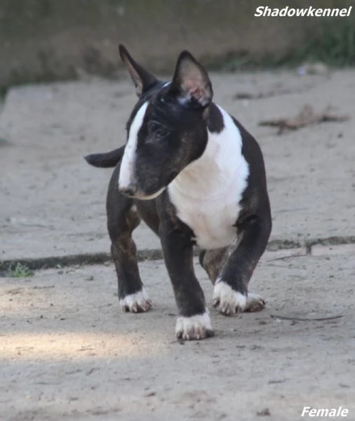 Minibull-terrier cuccioli | Foto 4