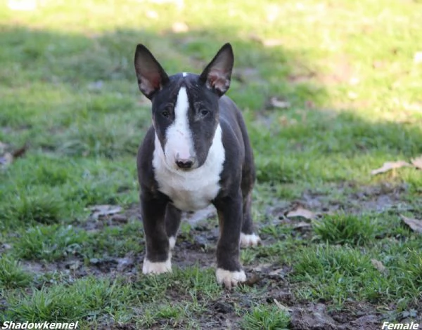 Minibull-terrier cuccioli | Foto 3