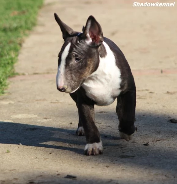 Minibull-terrier cuccioli | Foto 2