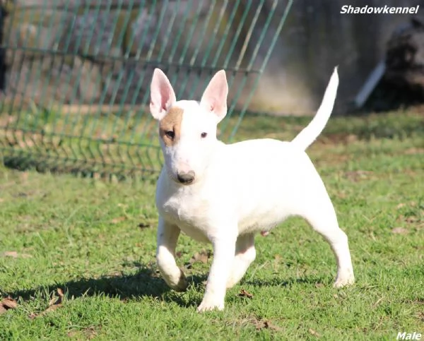 Minibull-terrier cuccioli | Foto 1