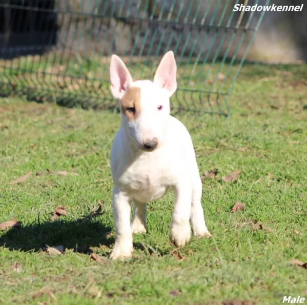 Minibull-terrier cuccioli | Foto 0