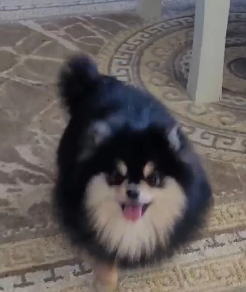 Spitz di Pomerania cuccioli | Foto 6