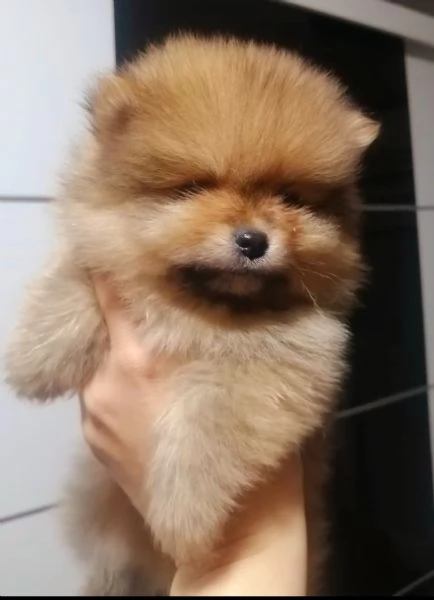 Spitz di Pomerania cuccioli | Foto 5
