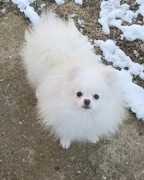 Spitz di Pomerania cuccioli | Foto 4