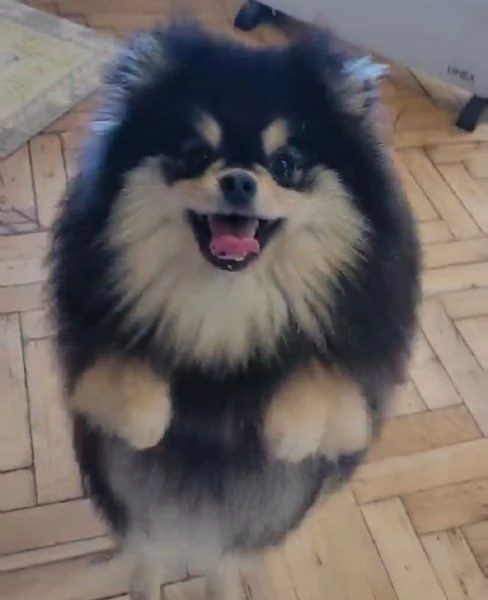 Spitz di Pomerania cuccioli | Foto 3