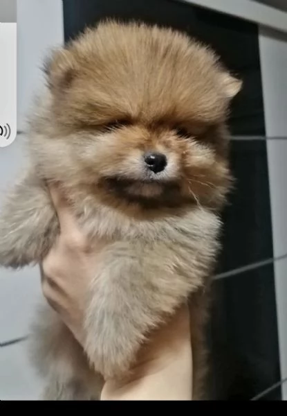 Spitz di Pomerania cuccioli | Foto 2