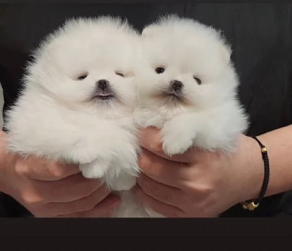 Spitz di Pomerania cuccioli
