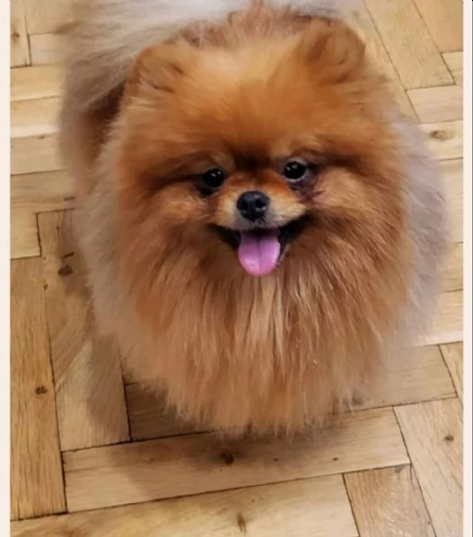 Spitz di Pomerania cuccioli | Foto 1