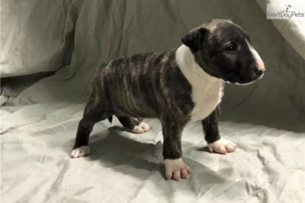Bull terrier cuccioli pronti per l'adozione