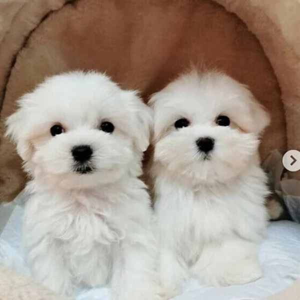 Vendo cuccioli di maltese