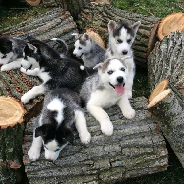 Cuccioli di husky siberiano disponibili per la vendita