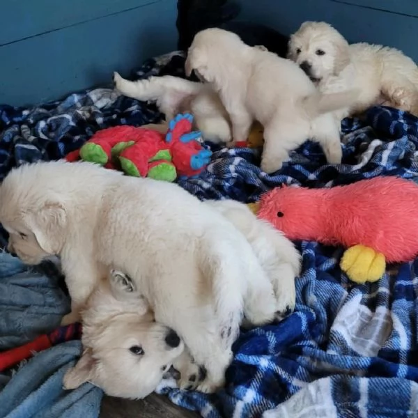 regalo golden retriever cuccioli per l'adozione