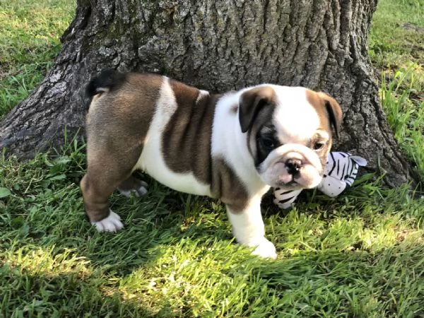 cucciolo di bulldog inglese