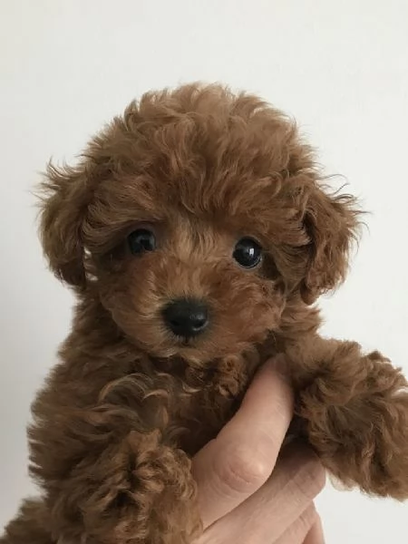 Regalo cuccioli di barboncino